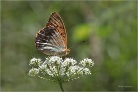 <p>PERLEŤOVEC STŘÍBROPÁSEK - samička (Argynnis paphia) ---- /Silver-washed fritillary - Kaisermantel/</p>